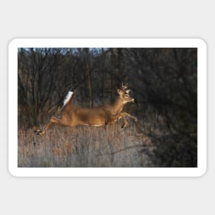 Flight of Fancy - White-tailed Deer Sticker